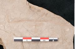 Foto (Detailansicht) von Zostera ungeri Ettingshausen (NHMW-GEO-2024-0188-7923b)
